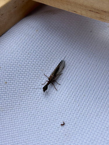 iNaturalist observation photo of Agulla bicolor