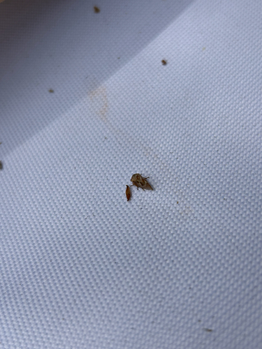 iNaturalist observation photo of Spittlebugs, Cicadas, Leafhoppers and Treehoppers