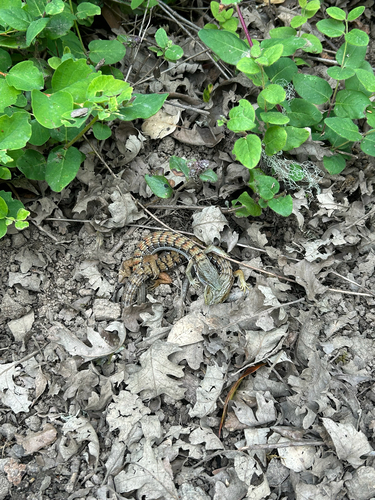iNaturalist observation photo of Southern Alligator Lizard