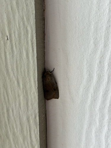 iNaturalist observation photo of Large Yellow Underwing