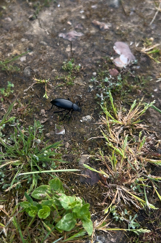 iNaturalist observation photo of Desert Stink Beetles