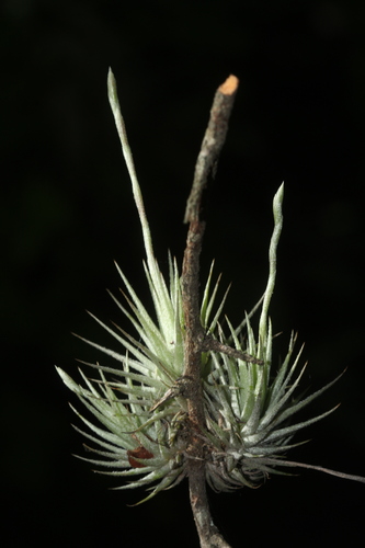 Tillandsia loliacea
