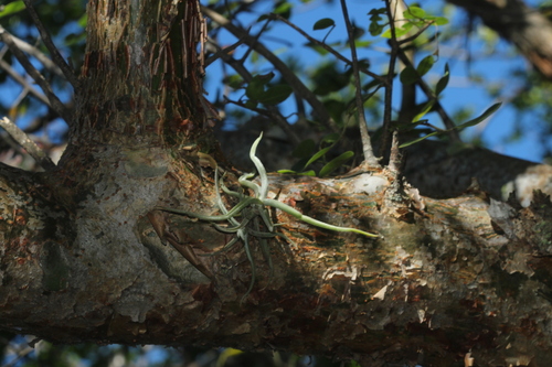 Tillandsia streptocarpa