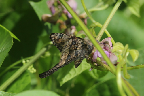 Mottled Longtail
