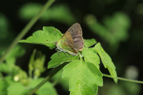 Silver-banded Hairstreak