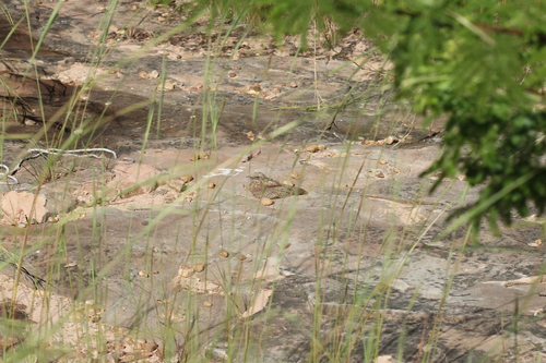 Pygmy Nightjar