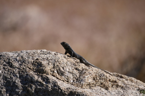 iNaturalist observation photo of Western Fence Lizard