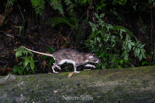Armored Rat (Hoplomys gymnurus) — Least Concern Mammalia