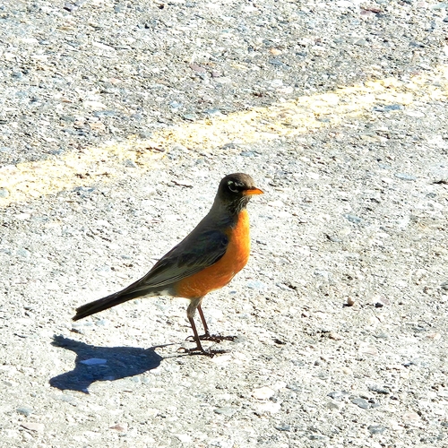 American Robin