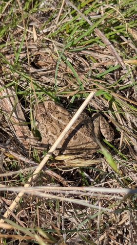 Woodhouse's Toad