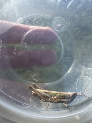 Obscure grasshopper