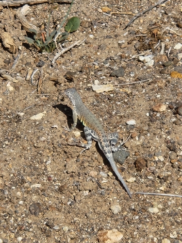 Zebra-tailed Lizard