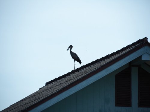 Asian Openbill