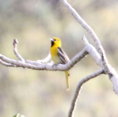 Bullock's Oriole