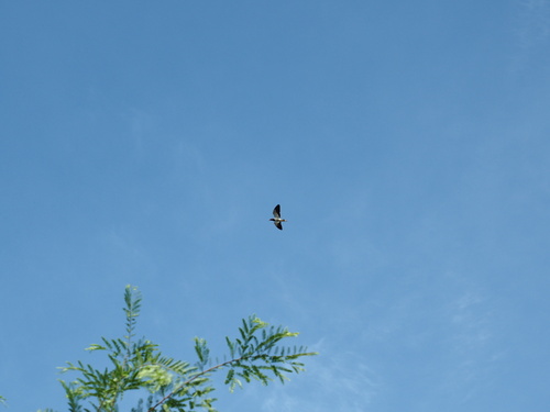 Red-wattled Lapwing