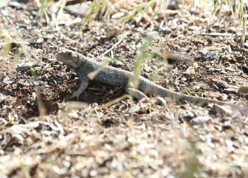 Western Fence Lizard