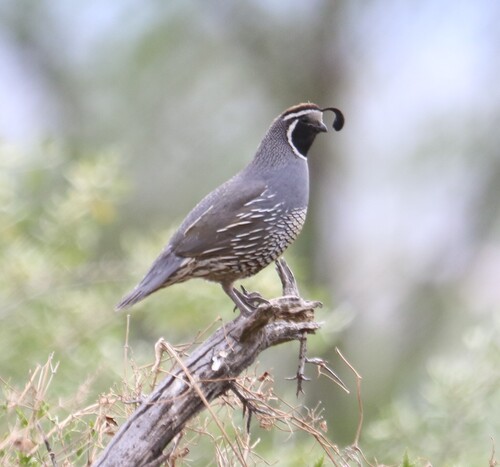 California Quail