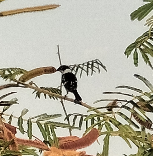 Morelet's Seedeater