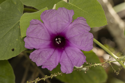 Ipomoea brasiliana