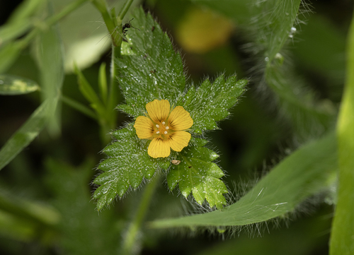 Turnera pumilea