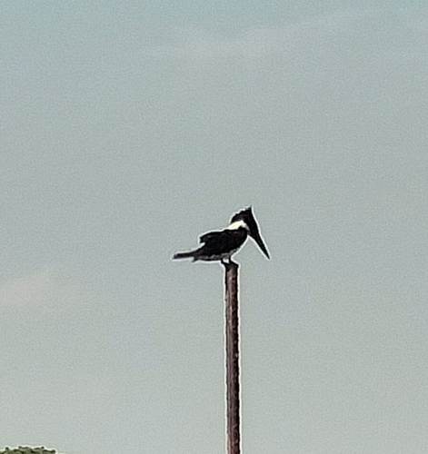 Amazon Kingfisher