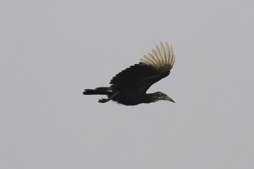 Southern Ground Hornbill