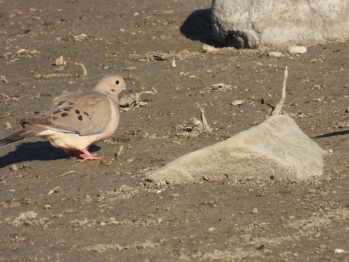 Mourning Dove