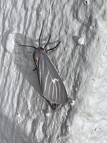 Pygarctia pterygostigma