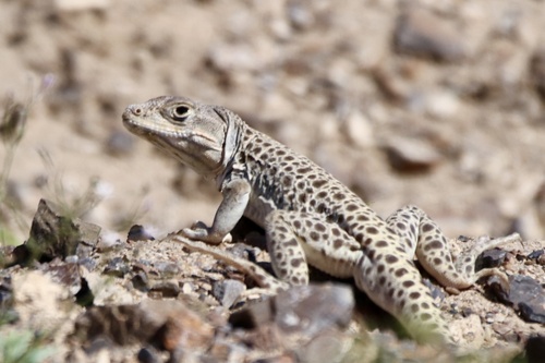 Long-nosed Leopard Lizard