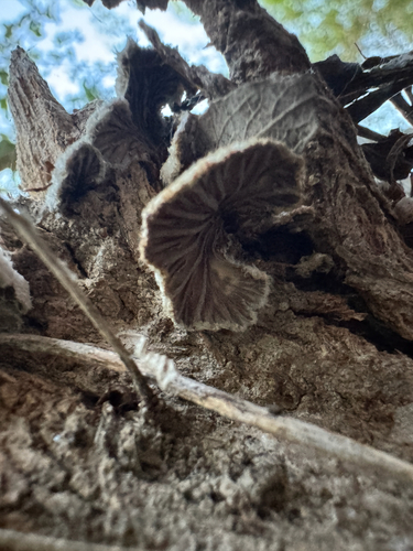 iNaturalist observation photo of splitgill mushroom