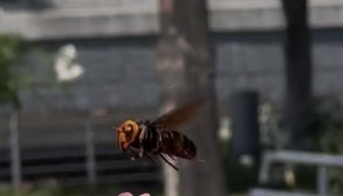 Vespa analis insularis
