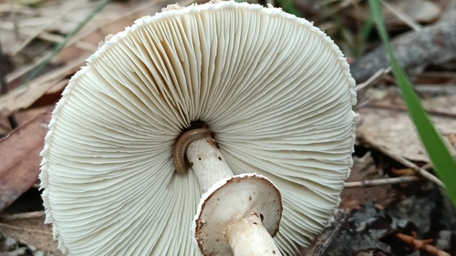 Graceful Parasol