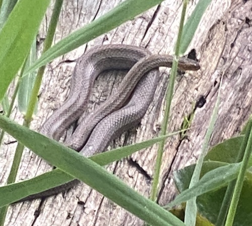 Frog-eating Rat Snake