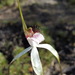 Stark White Spider Orchid - Photo (c) Michael Warren, all rights reserved, uploaded by Michael Warren