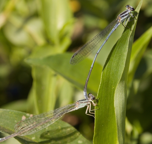 Powder-faced Sprite