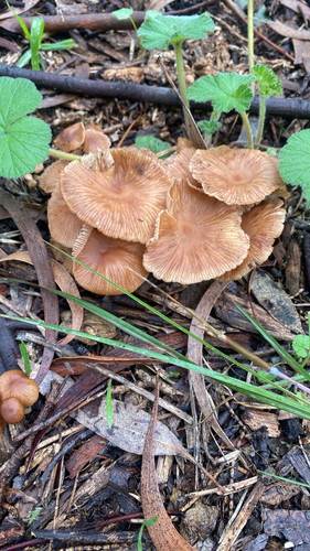 Collybiopsis subpruinosa