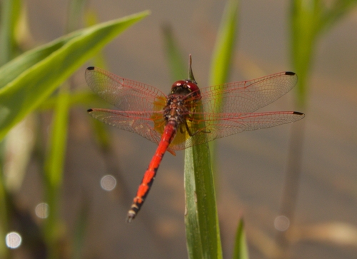 Red-veined Dropwing