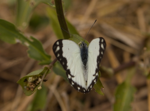 African Caper