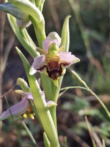 Bee Orchid