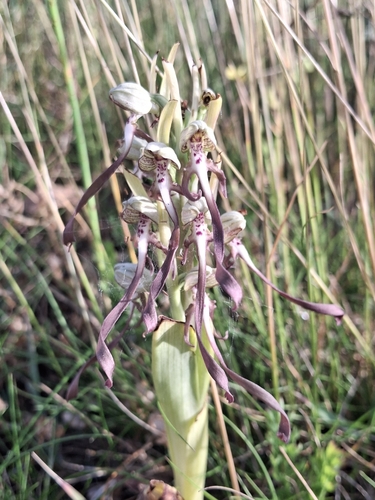 Lizard Orchid
