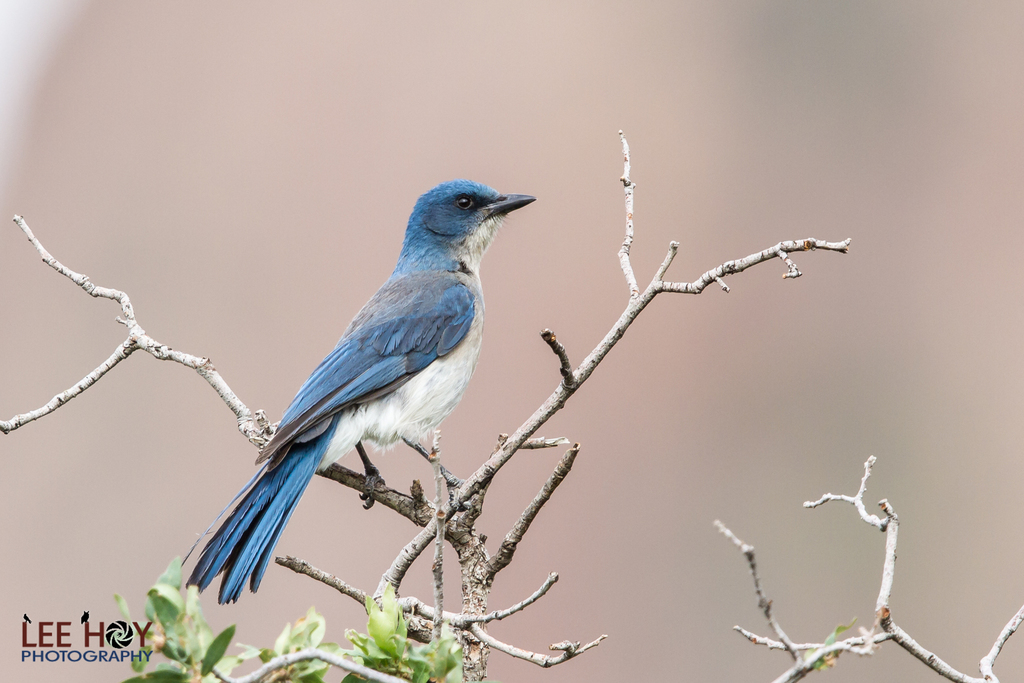 Mexican Jay (Aphelocoma wollweberi) photo
