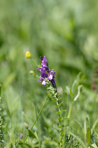 green-winged orchid