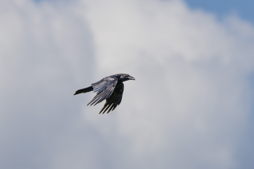 Common Raven