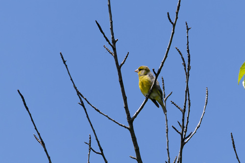 European Greenfinch