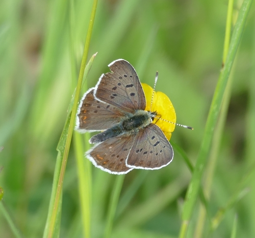 Sooty Copper