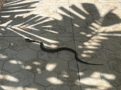 Monocled Cobra