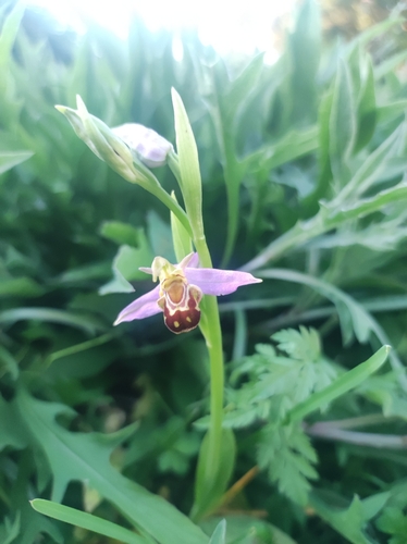 Bee Orchid
