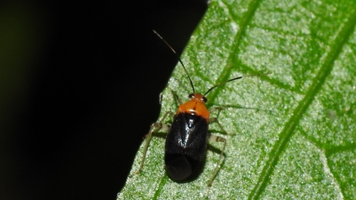 Genus Koreocoris · iNaturalist