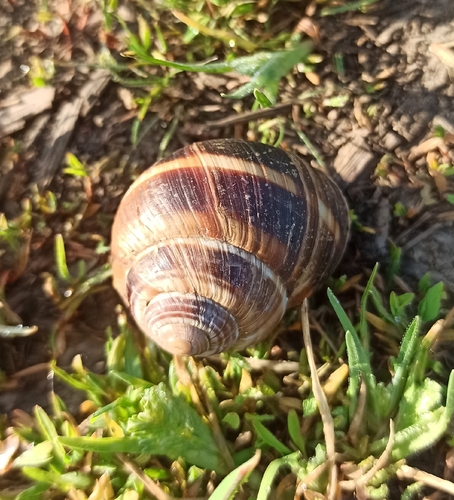 Turkish Snail