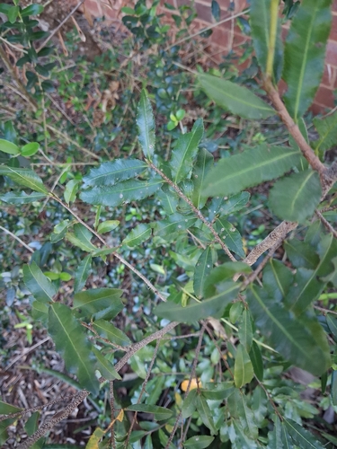 Small-leaved plane